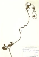 藏品(盒果藤)的圖片